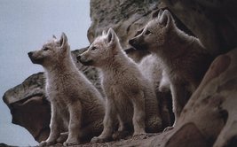 Loup