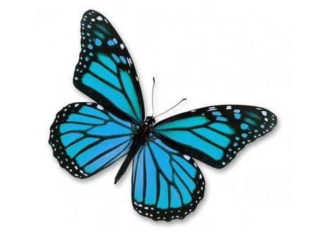 Sticker-papillon-bleu